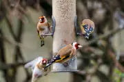 RSPB's Essential Guide to Safe Bird Feeders for Big Garden Birdwatch 2025