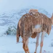 Saudi Arabia's 'Once in a Generation' Snowfall Turns Desert Dunes White
