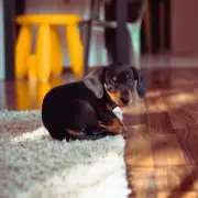 Sausage Dog Gives Owner Silent Treatment Until She Asks About Deer TV