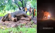 Three Men Arrested in Sri Lanka After Shocking Video Shows Elephant Set Alight