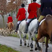 Trail Hunting Ban Looms: Government to Outlaw 'Smokescreen' for Fox Hunting