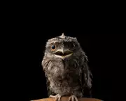 UK Wildlife at 'Unacceptable Risk' from Common Rat Poisons, Experts Warn