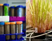 US Fungal Library Faces Closure: 900+ 'Ecosystem Engineer' Strains at Risk