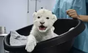 Venezuela Zoo Celebrates Christmas Miracle with Rare White Lion Cubs