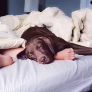 What Your Dog's Sigh Really Means: Experts Decode Canine Communication