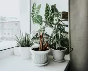 Winter Houseplant Survival: 5 Key Steps to Protect Plants from Central Heating