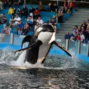 World's 'Loneliest' Killer Whale Kshamenk Dies After 33 Years in Captivity