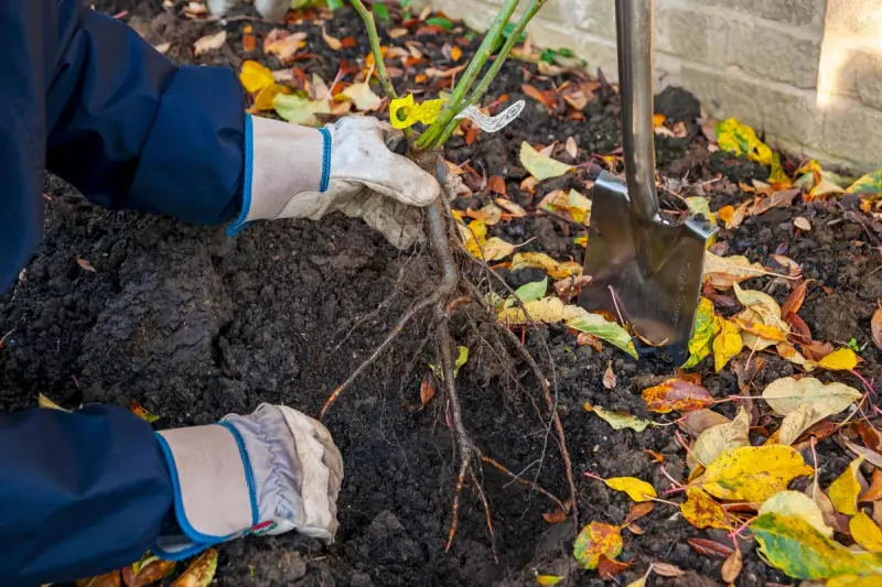 10 Essential February Gardening Jobs to Prepare Your Garden for Spring
