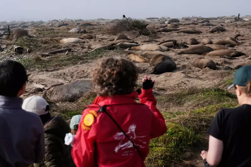 10,000 Elephant Seals Return to Año Nuevo for Winter Breeding Spectacle