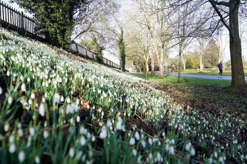 12 Best UK Gardens to See Snowdrops This Winter 2026