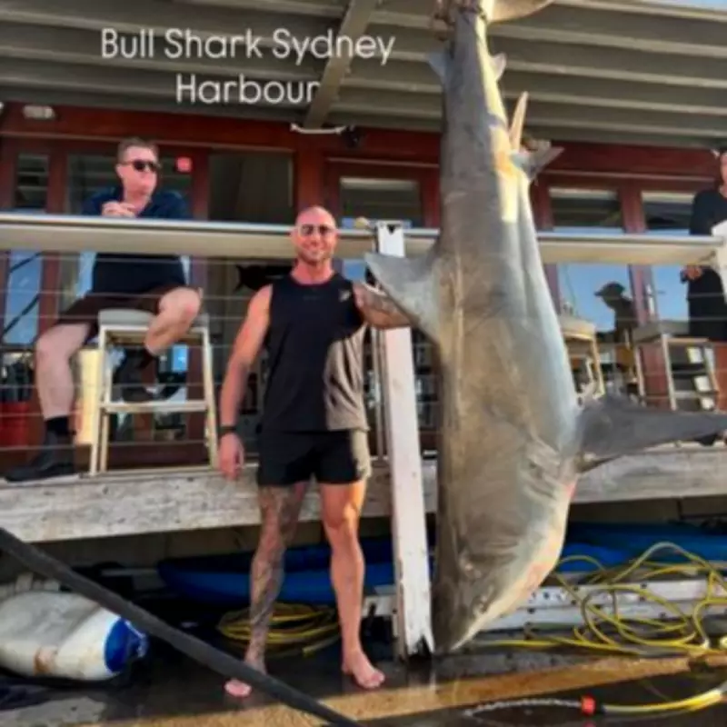 150kg Bull Shark Caught Near Sydney Harbour Attack Site Where Boy, 12, Died