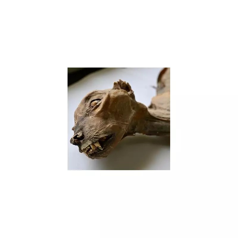 1,800-Year-Old Mummified Cheetahs Found in Saudi Arabian Cave