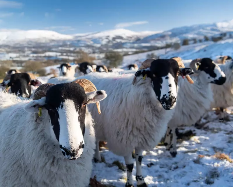 1951 Country Diary: Rough Fell Ewes' Snow Shelters in Yorkshire Dales