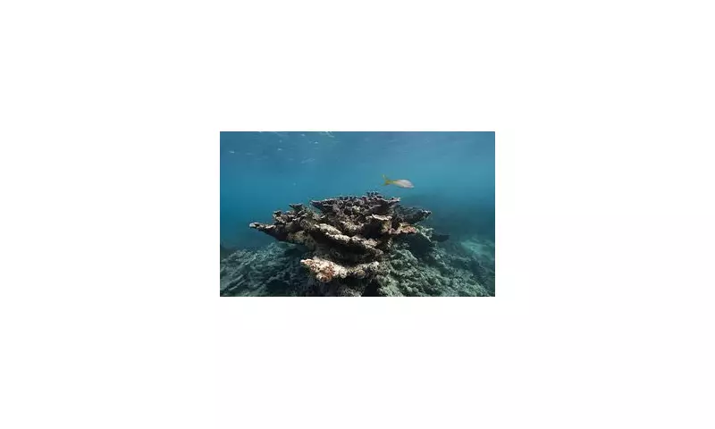 2026 Coral Reef Collapse Warning: Expert Says Tipping Point Looms