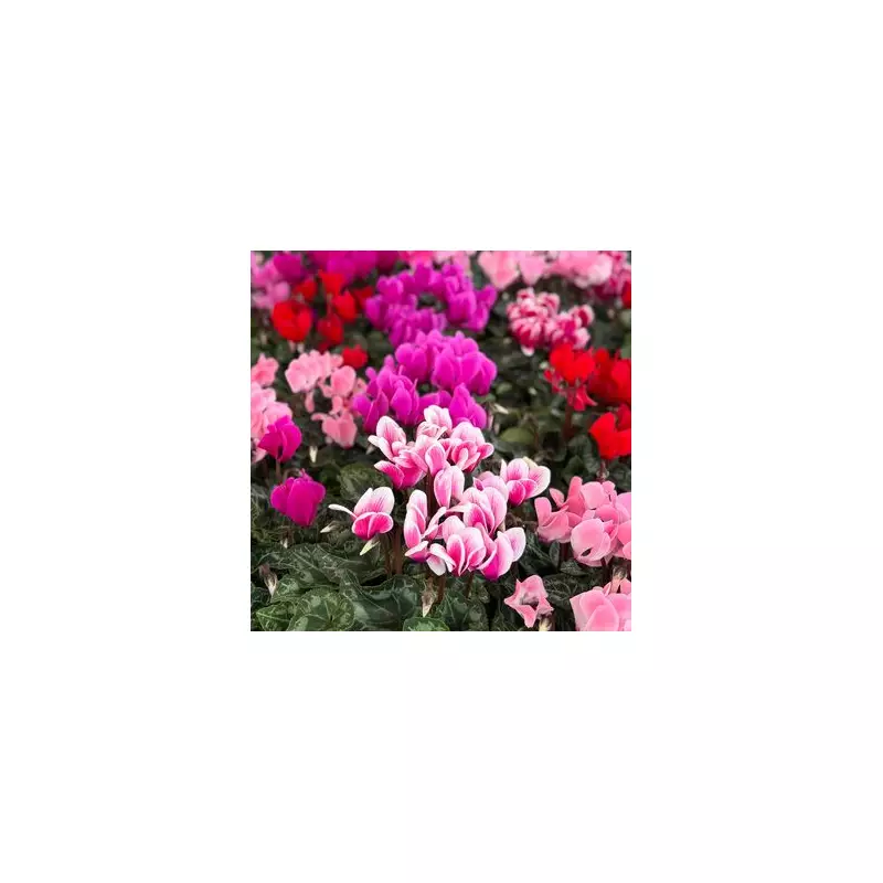 3 Essential Winter Plants for UK Gardens: Experts Reveal 'Indestructible' Bloom