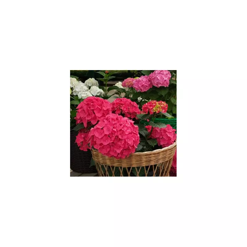 3 Hydrangea Mistakes That Stop Blooms: Expert's Costly Error Warning