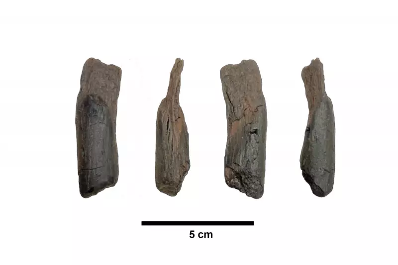 430,000-Year-Old Wooden Tools Discovered in Greece, Oldest Ever Found