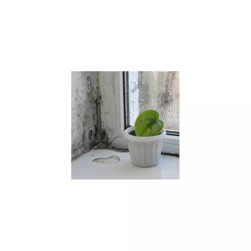 5 Common House Plants That Prevent Mould in UK Homes This Winter