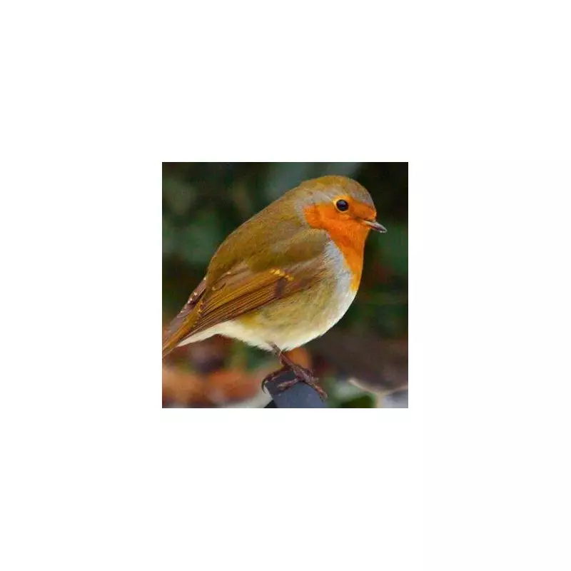 5 Kitchen Leftovers to Feed Robins and Bring Them to Your Window This Winter