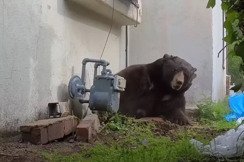550lb Bear Evicted After Month-Long Stay Under California Home