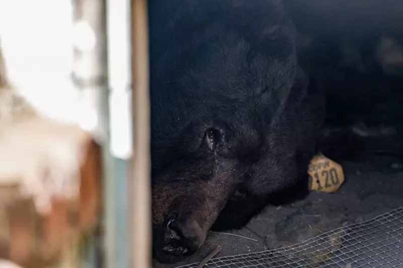 550lb Bear Evicted from California Home After Month-Long 'Rent-Free' Stay