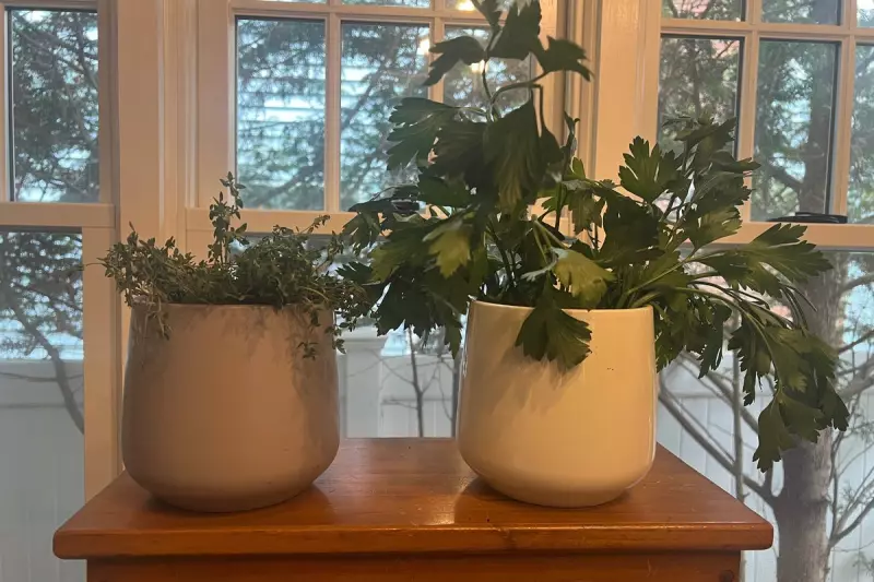6 Essential Tips for Growing Herbs Indoors This Winter