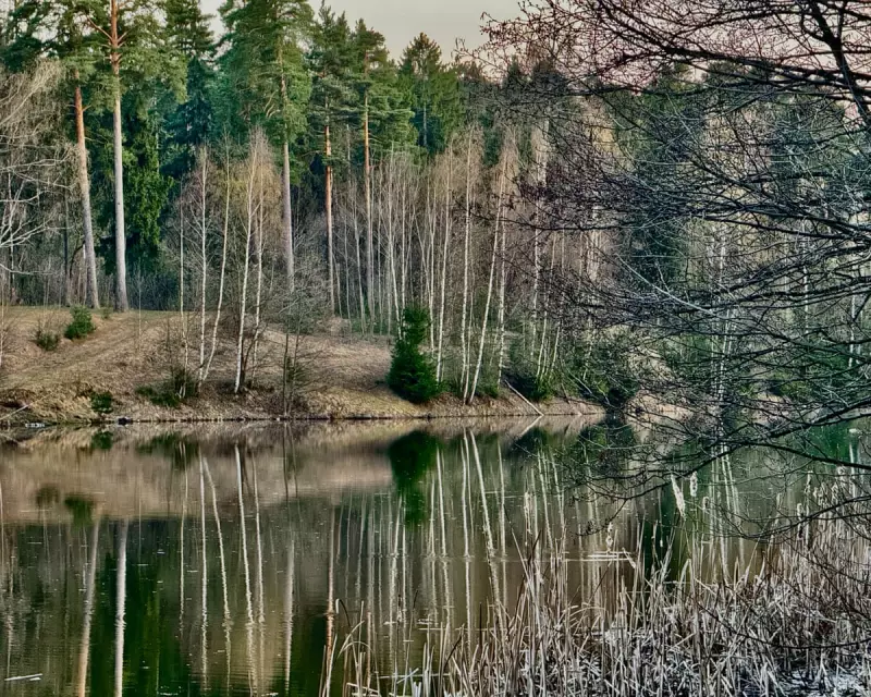 642 Billion Trees: How Russia's Vast Forests Forged a Nation's Psyche