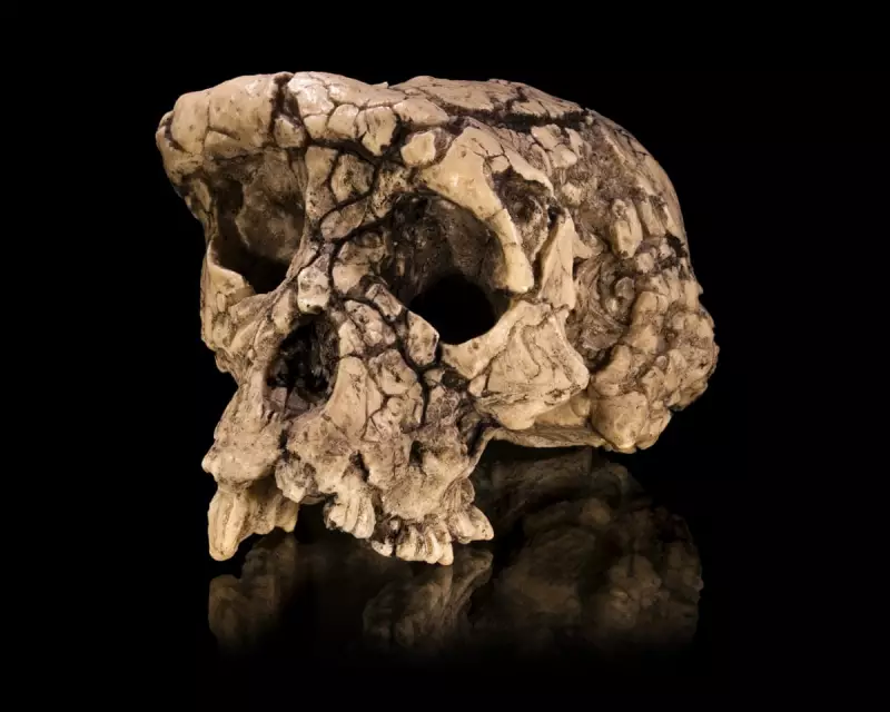 7-Million-Year-Old Ape Fossil Sparks Debate Over Humanity's Earliest Ancestor