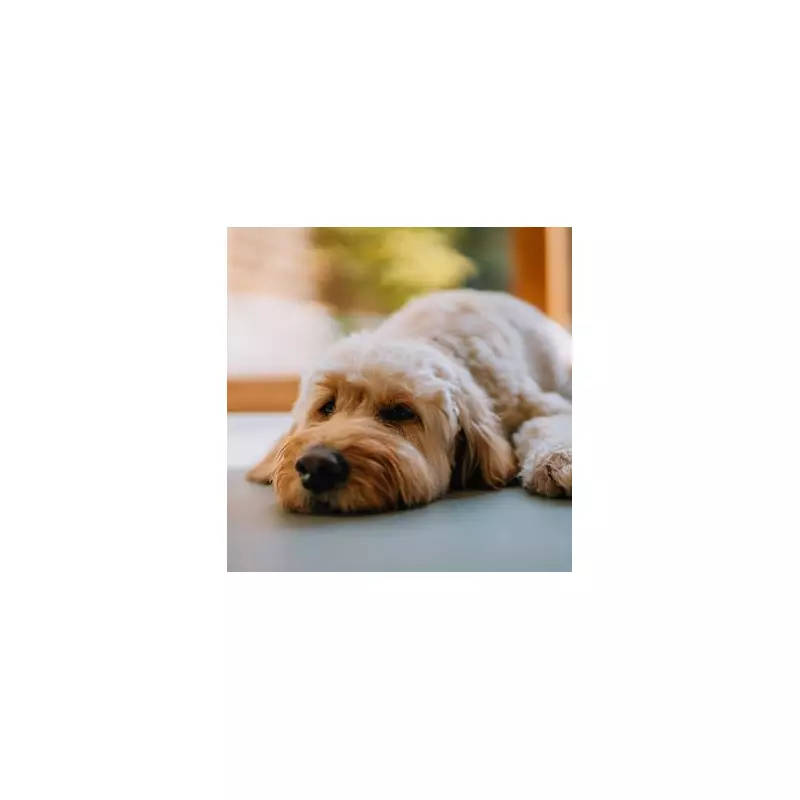 7 Reasons You Might Be Unfit to Own a Dog, According to Pet Experts