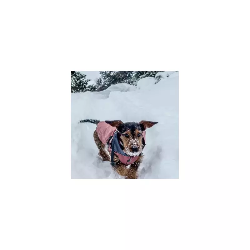 8 Warning Signs Your Dog Is Too Cold As Storm Goretti Hits UK