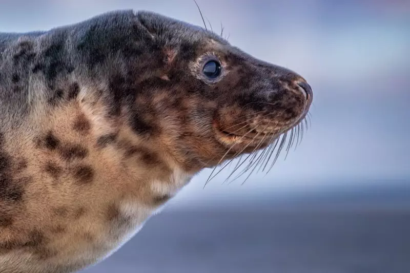 A Decade of Seals: Frisian Islands' Fragile Beauty in a Climate Crisis