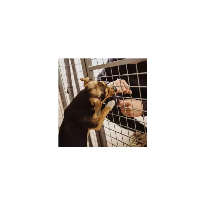 Abandoned Dog Furby Waits for Owner in Park, Finds New Home After Rescue