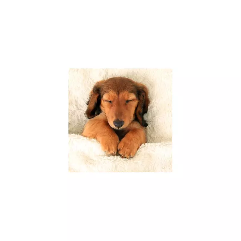 Abandoned Puppy's DNA Test Reveals Surprising Purebred Parentage