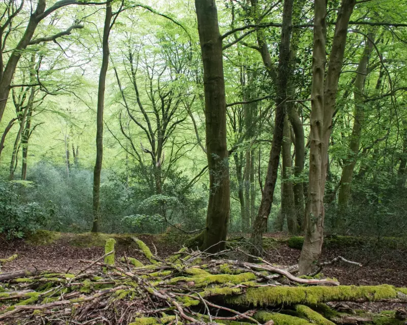 Academic Hails Paul Evans as 'Post-Pastoral Shaman' in Healing Nature Writing