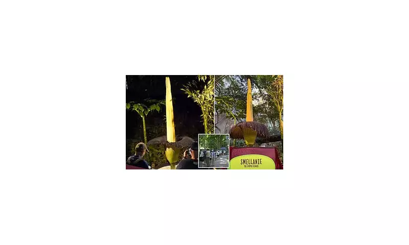 Adelaide's 'Smellanie' Titan Arum Blooms: Crowds Queue for Rare Foul-Scented Flower