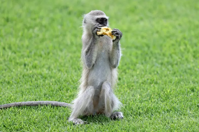 AI Hinders Hunt for Loose Vervet Monkeys in St Louis