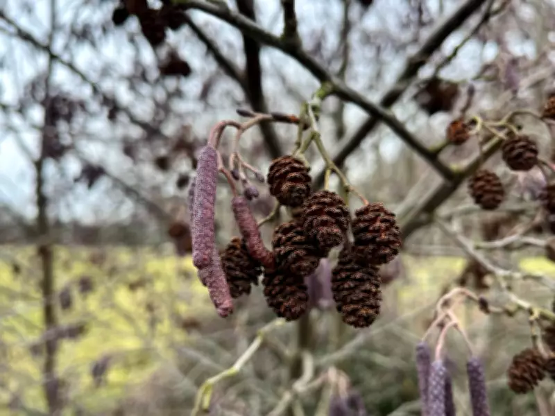 Alders Herald Spring: Purple Catkins Illuminate Sussex Countryside