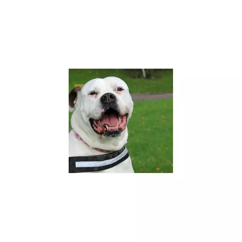 American Bulldog Angel Finds Forever Home After 1,300 Days in Care