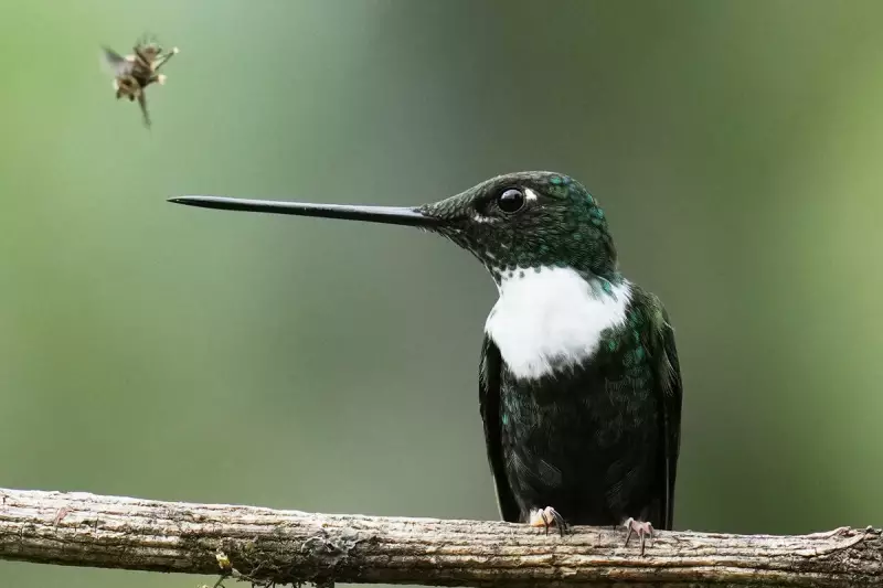 Ancient Andean Forest Becomes Final Refuge for Critically Endangered Hummingbird