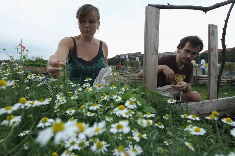Ancient Greek Herb Chamomile Lowers Blood Pressure and Aids Sleep