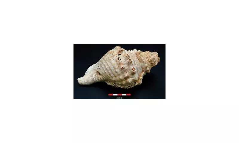Ancient Shell Trumpets Play First Tune in 6,000 Years, Revealing Stone Age Communication