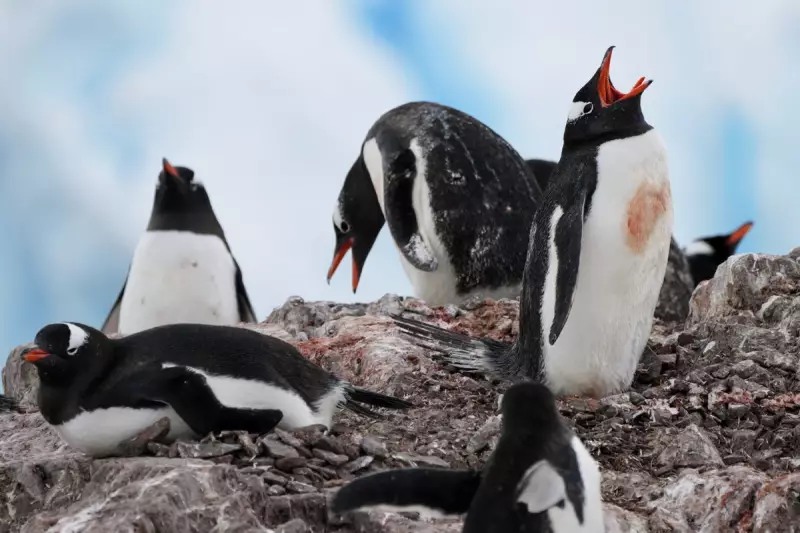 Antarctic Penguins Breeding 2 Weeks Earlier, Threatening Extinction by 2100