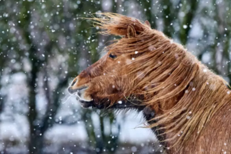 AP's Photojournalists Capture Global Moments: A Daily Visual Chronicle