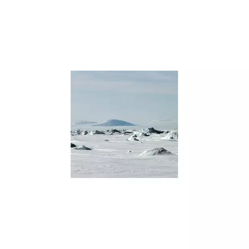 Arctic Photographers Stunned as Calm Wolves Approach on Ellesmere Island