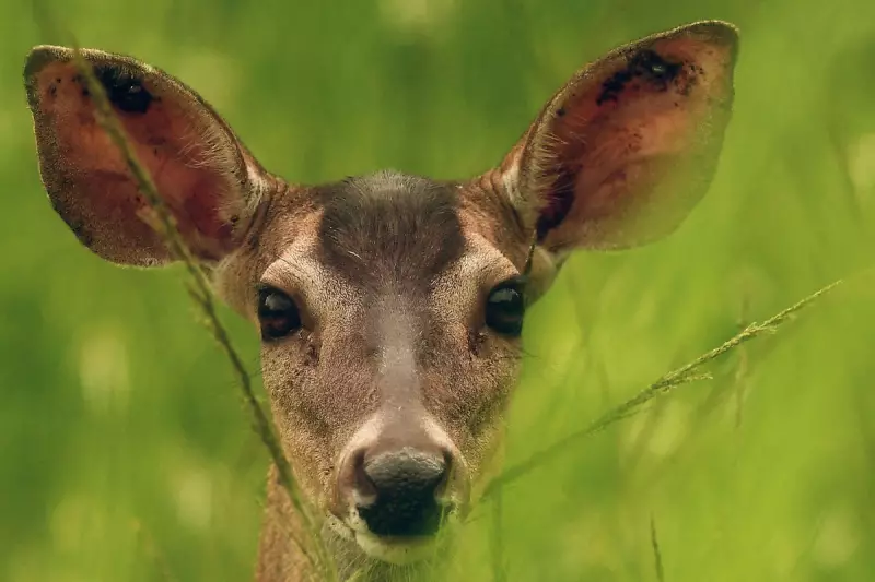 Arlington Deer Cull Plan Sparks Outcry as Activists Push for Sterilisation