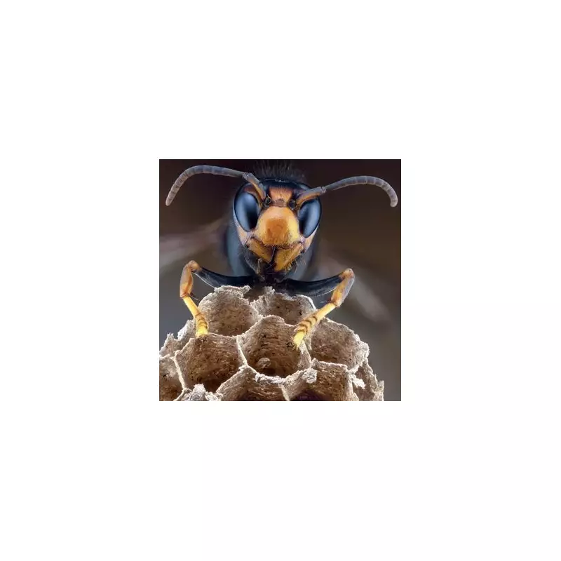 Asian Hornet Invasion Spreads to Wales as UK Battles Record Sightings