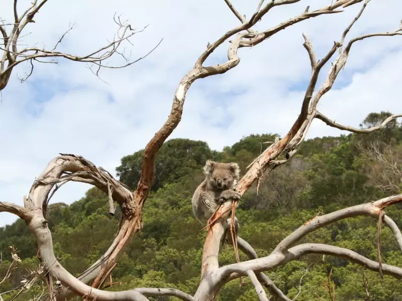 Australia's Koala Crisis: Starvation in South, Extinction Threat in North