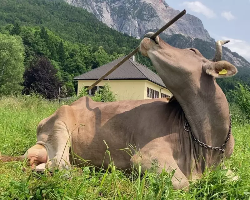 Austrian Cow Veronika's Tool Use Forces Rethink of Bovine Intelligence