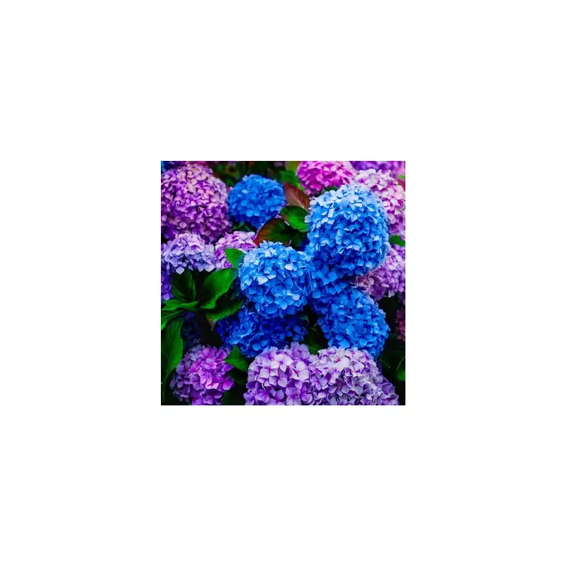 Avoid This Common Hydrangea Pruning Mistake for Lush Summer Blooms