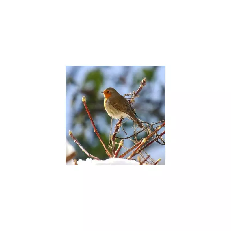 Avoid This January Gardening Task to Welcome Robins Back to Your Garden